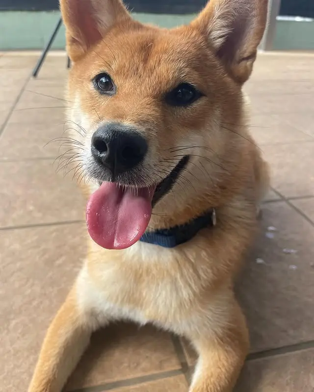 舌を出して笑顔の犬