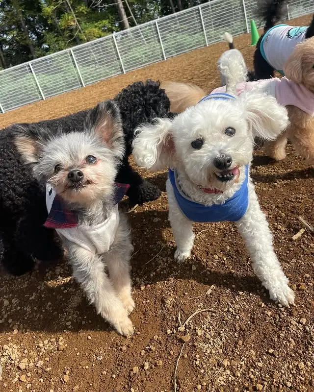 ごきげんな犬たち