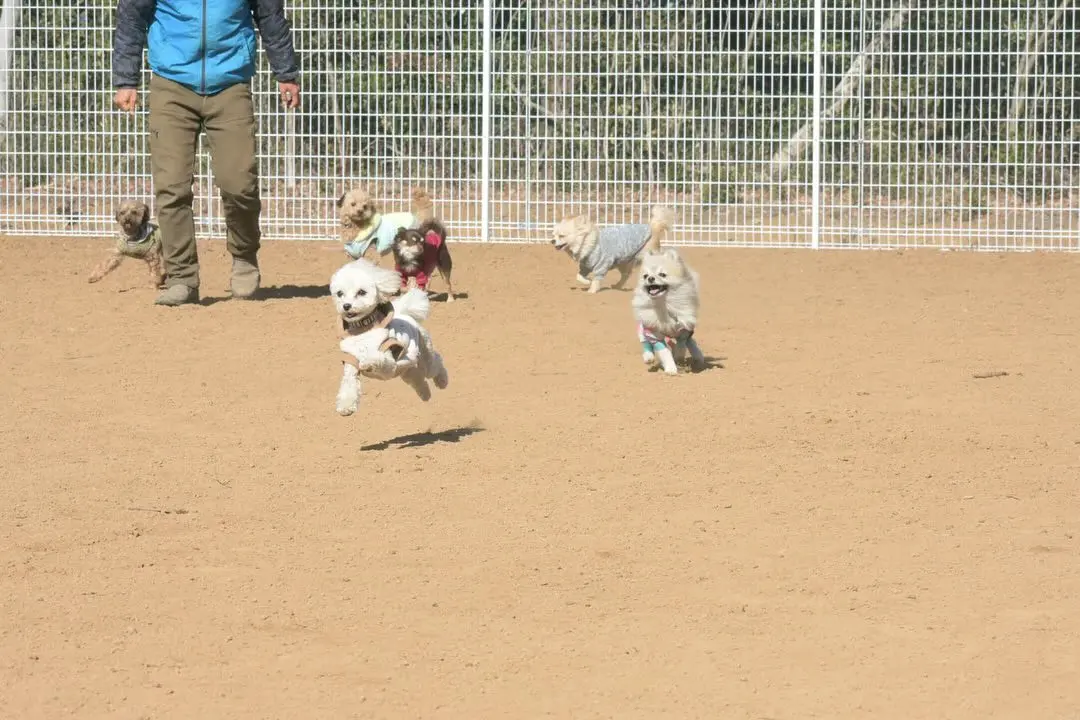 ドッグランを駆け回る犬