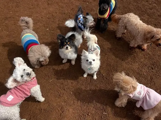 カメラ目線の小型犬たち
