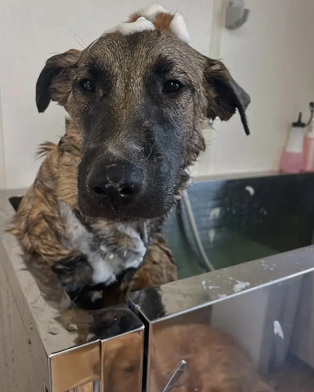 シャンプーしている犬