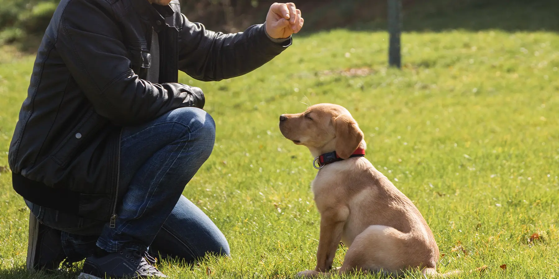 お座りの訓練をしている犬