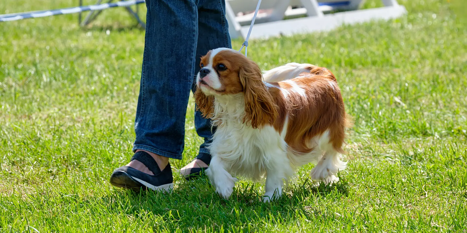 散歩している犬