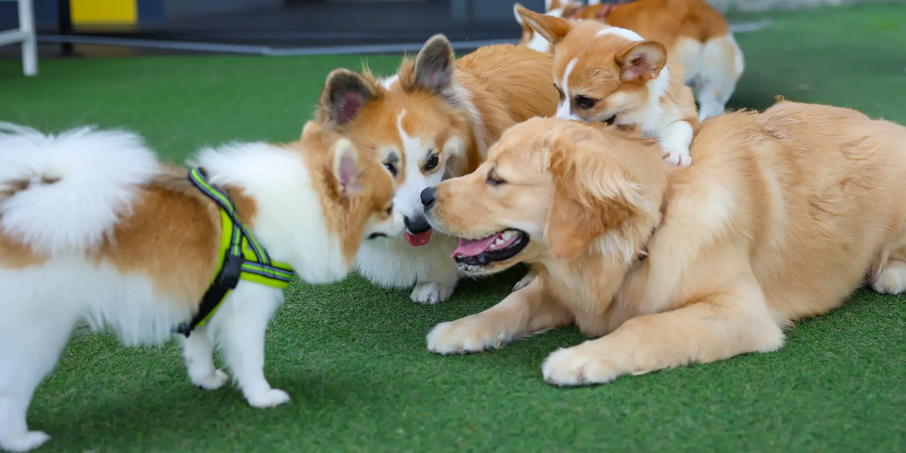 仲良く遊んでいる犬たち